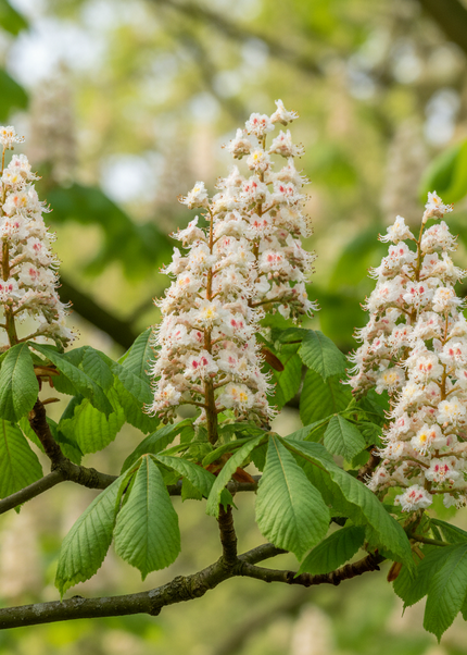 Bio Kastanien Honig aus Kalabrien 500g
